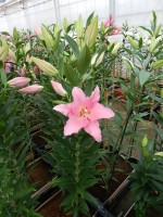 [5244 Pardini No02.JPG]